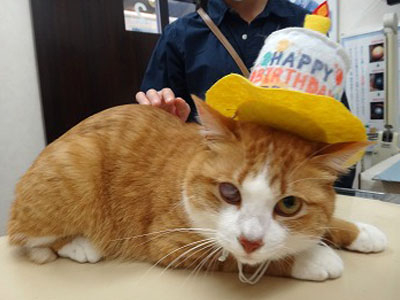 ４月 お誕生日おめでとう Part 1 愛知県知多郡東浦町の動物病院もねペットクリニックのスタッフブログ