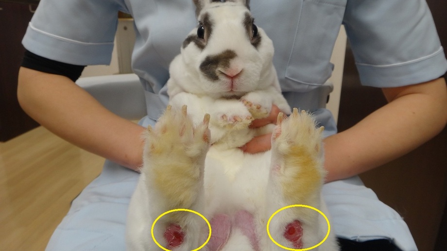 ウサギのソアホック 足底皮膚炎 うさぎの動物病院は愛知県知多郡の土日祝も可能なもねペットクリニック