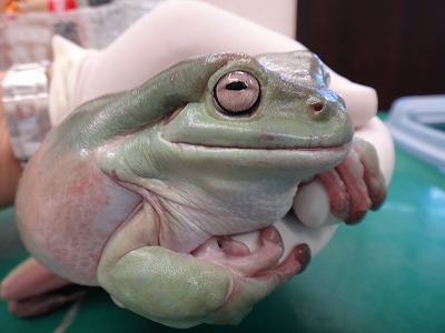 ウ パールーパー カエルの診療が可能な動物病院はもねペットクリニック