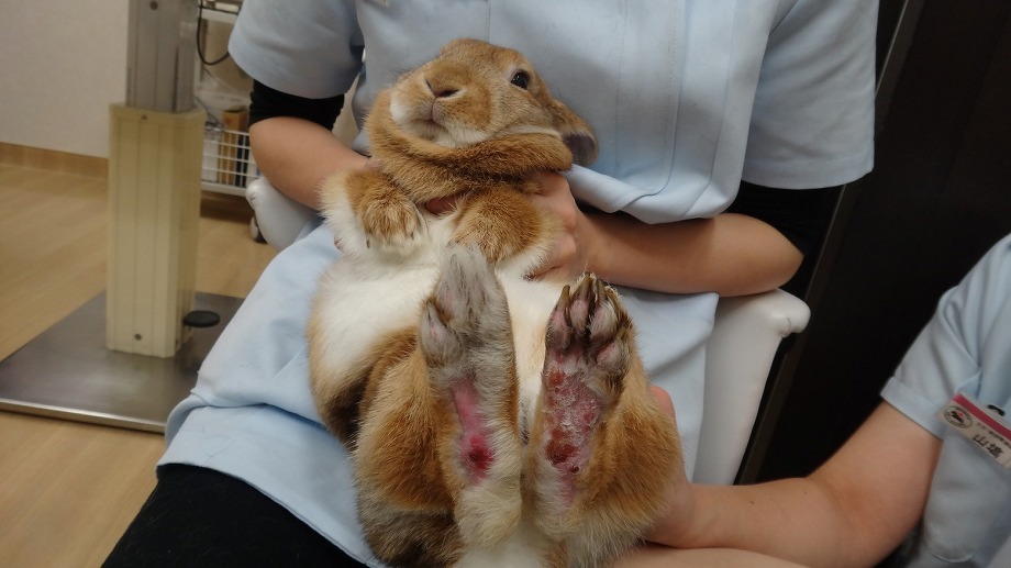 ウサギのソアホック 足底皮膚炎 うさぎの動物病院は愛知県知多郡の土日祝も可能なもねペットクリニック