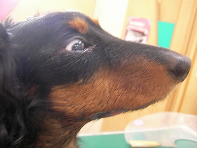犬のマムシ咬傷 愛知県で犬の診療が土日祝日も可能な動物病院はもねペットクリニック