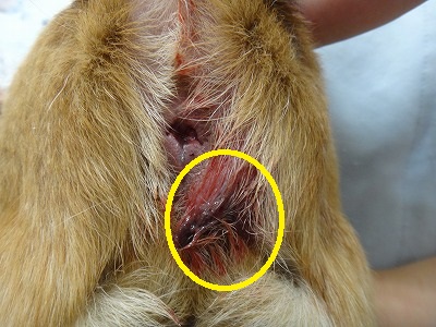 犬の肛門嚢破裂 肛門嚢炎 愛知県で犬の診療が土日祝日も可能な動物病院はもねペットクリニック