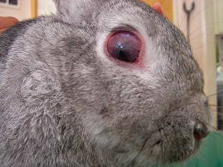 ウサギの角膜閉鎖症 うさぎの動物病院は愛知県知多郡の土日祝も可能なもねペットクリニック