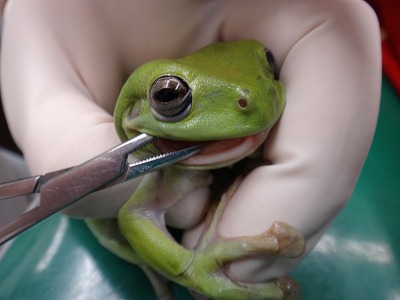 イエアメガエルの外傷 ウ パールーパー カエルの診療が可能な動物病院はもねペットクリニック
