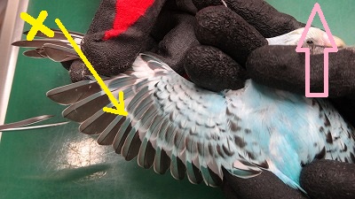 鳥の翼切りについて | もねペットクリニック診療ブログ
