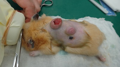 キンクマハムスターの体表腫瘍 ハムスターの動物病院は愛知県知多群のもねペットクリニック