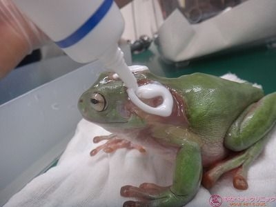 イエアメガエルの皮膚欠損 ウ パールーパー カエルの診療が可能な動物病院はもねペットクリニック