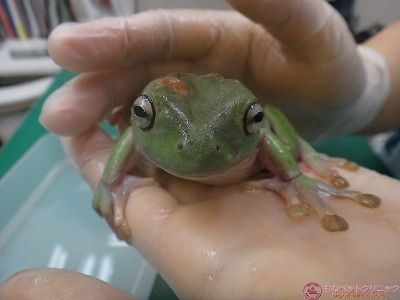 イエアメガエルの皮膚欠損 ウ パールーパー カエルの診療が可能な動物病院はもねペットクリニック