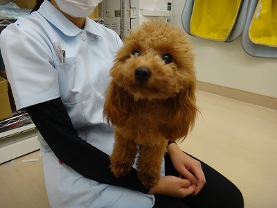 トイプードルのレッグ ペルテス病 愛知県で犬の診療が土日祝日も可能な動物病院はもねペットクリニック
