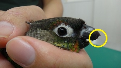 ウロコインコの嘴破損・修復処置|鳥の診療が可能な動物病院は愛知県 