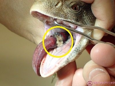 サバンナモニターの舌損傷とヤコブソン器官 イグアナ トカゲの疾病 もねペットクリニックはエキゾチックアニマル対応可能