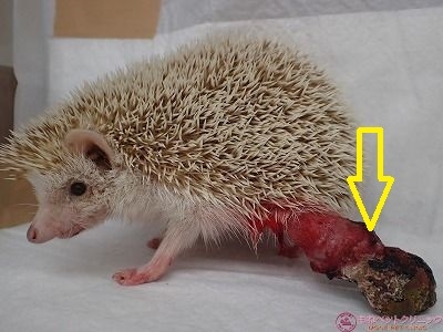 ハリネズミの断脚手術 扁平上皮癌 ハリネズミの動物病院をお探しなら愛知県知多東浦町のもねペットクリニック