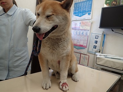 犬のマムシ咬傷 その２ 知多郡東浦町の動物病院 犬猫エキゾチックアニマルの診療可能もねペットクリニック