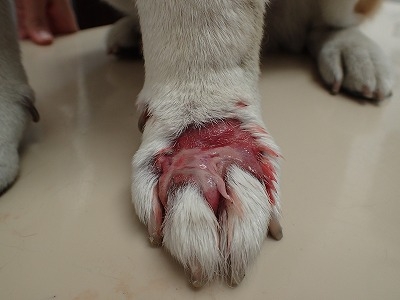 犬のマムシ咬傷 その２ 知多郡東浦町の動物病院 犬猫エキゾチックアニマルの診療可能もねペットクリニック
