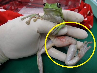 イエアメガエルの外傷 ウ パールーパー カエルの診療が可能な動物病院はもねペットクリニック