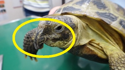 ギリシャリクガメの嘴 爪切り リクガメの疾病 もねペットクリニックはエキゾチックアニマル対応可能の動物病院
