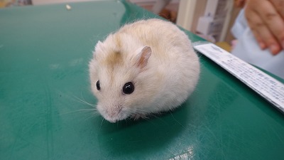 ジャンガリアンハムスターの肥満細胞腫 その２ ハムスターの動物病院は愛知県知多群のもねペットクリニック
