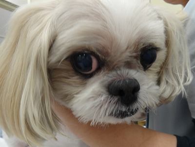 犬の尿石症 シュウ酸カルシウム尿石 愛知県で犬の診療が土日祝日も可能な動物病院はもねペットクリニック