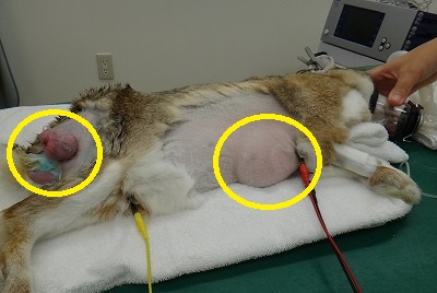ウサギの脂肪腫 毛芽腫摘出手術 うさぎの動物病院は愛知県知多郡の土日祝も可能なもねペットクリニック