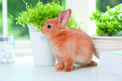 ウサギの飼い方・健康管理の紹介